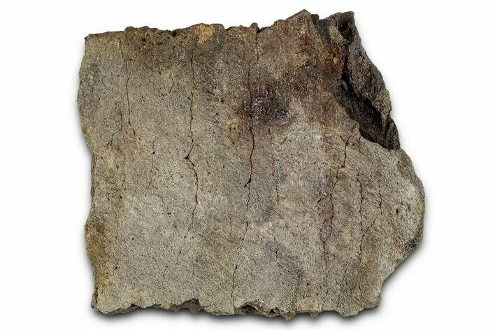 Dinosaur (Triceratops) Frill Shield Section - Montana #355147